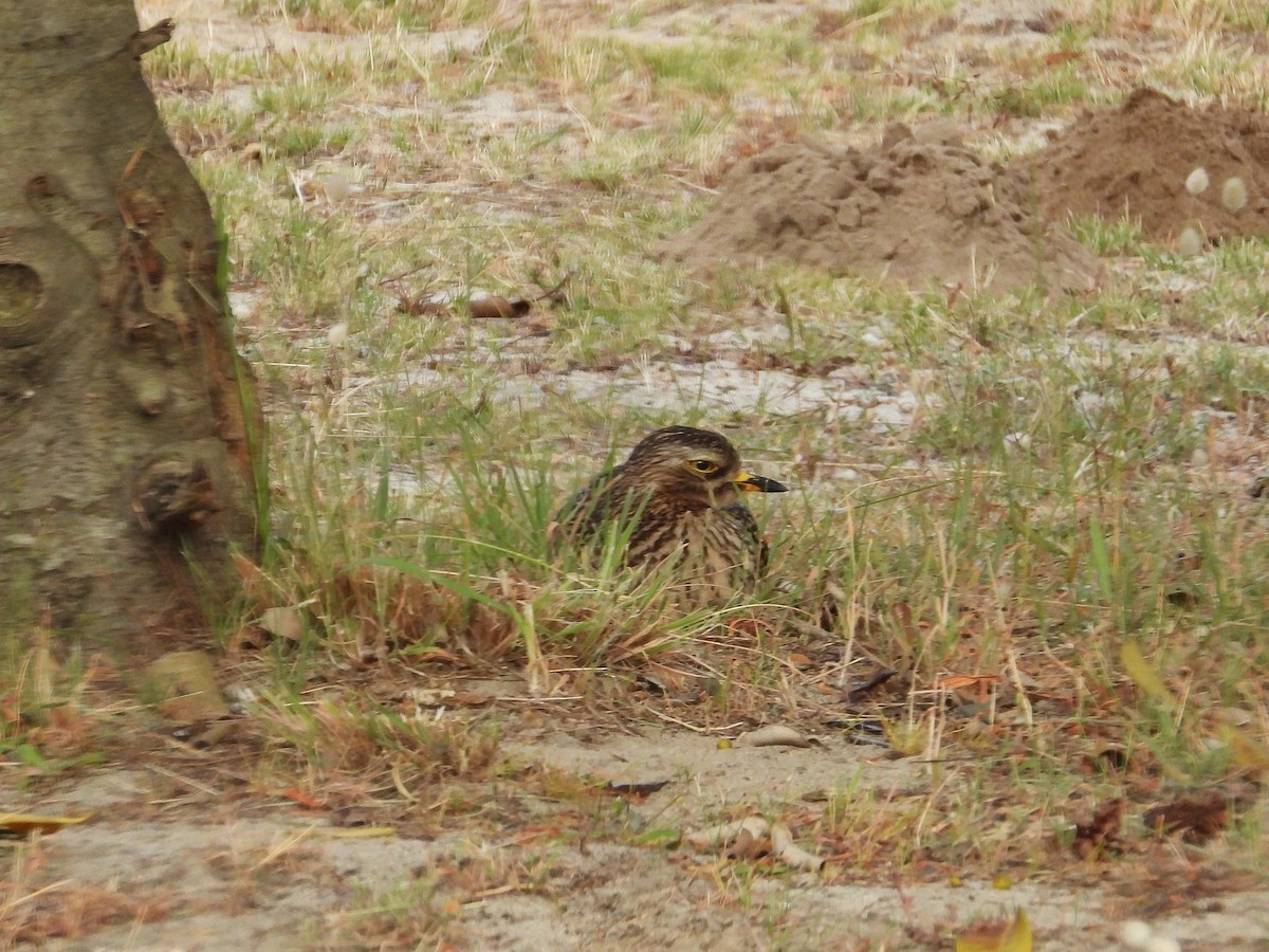 Капская авдотка - ML646811285