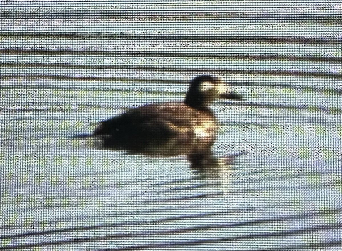 White-winged Scoter - ML646811286