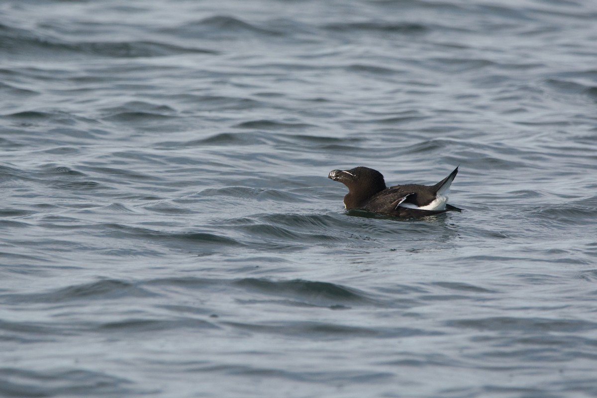 Razorbill - ML646811287