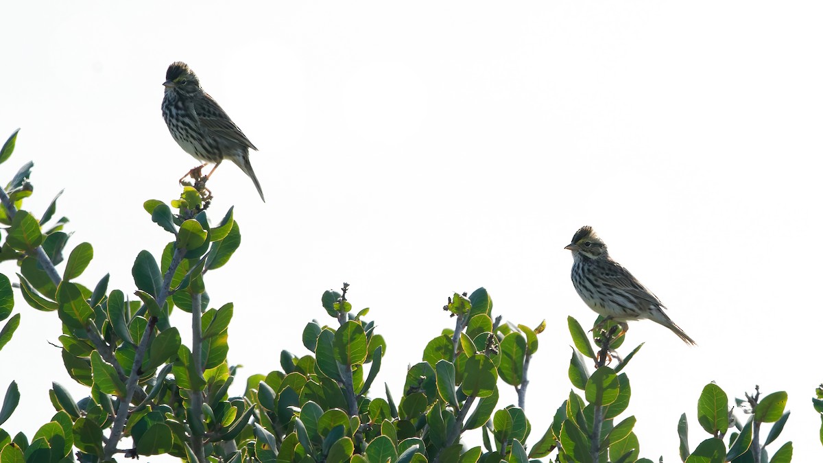 Savannah Sparrow (Belding's) - ML646811289