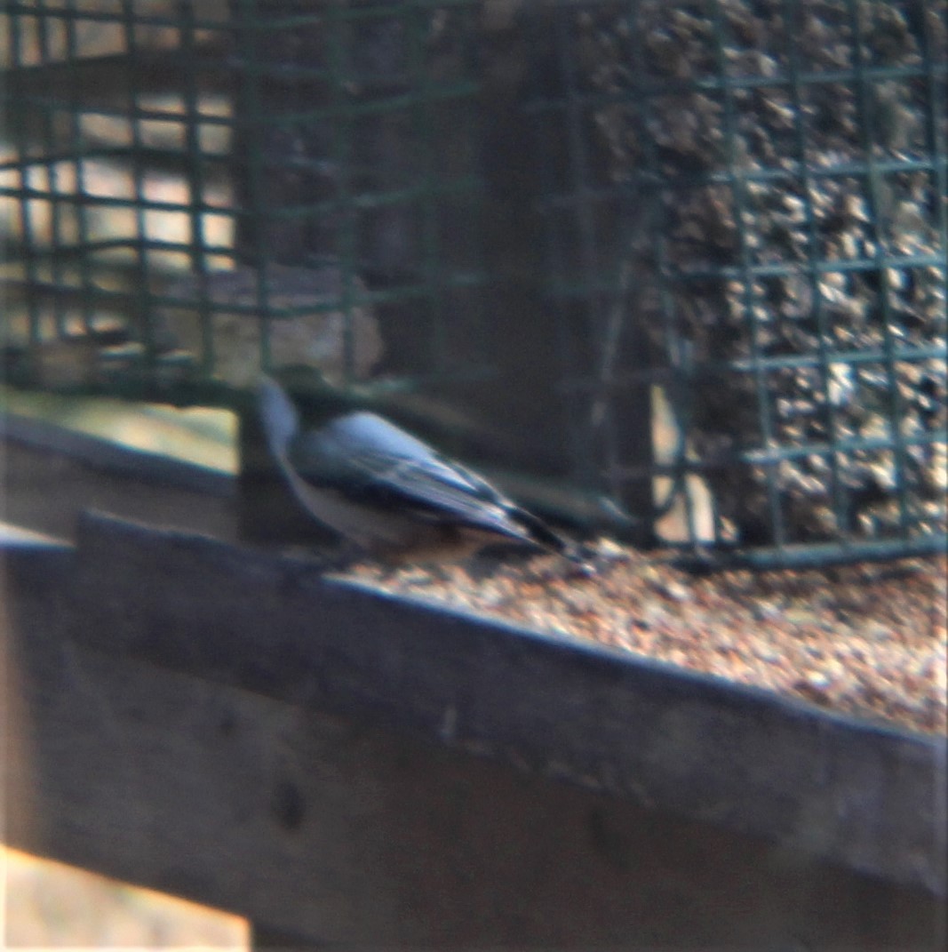 Weißbrustkleiber - ML646811290