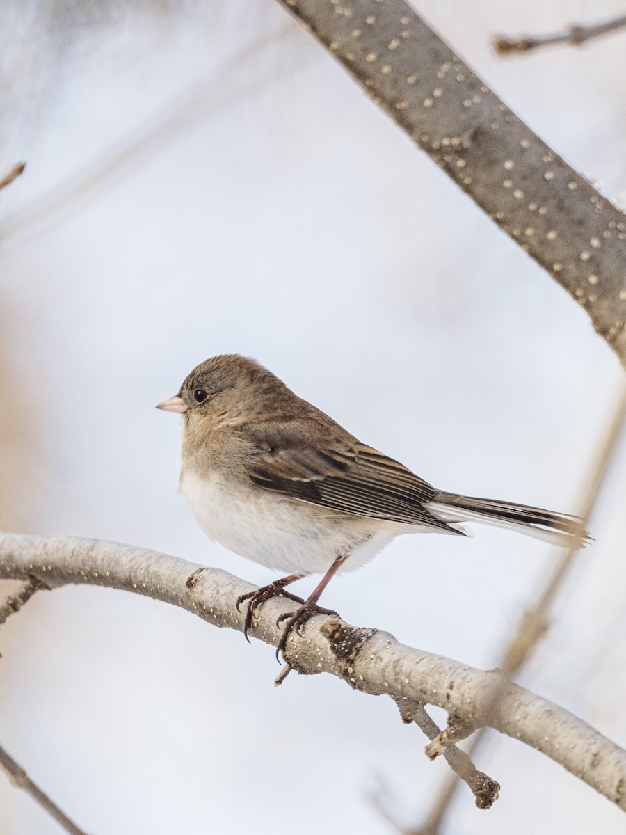 Dark-eyed Junco - ML646811291