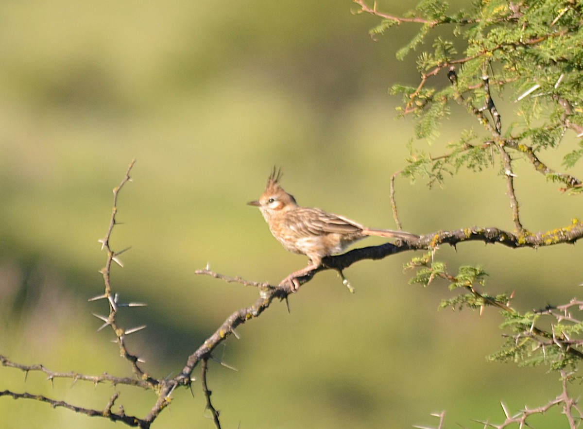 lerkekrattløper - ML646811293