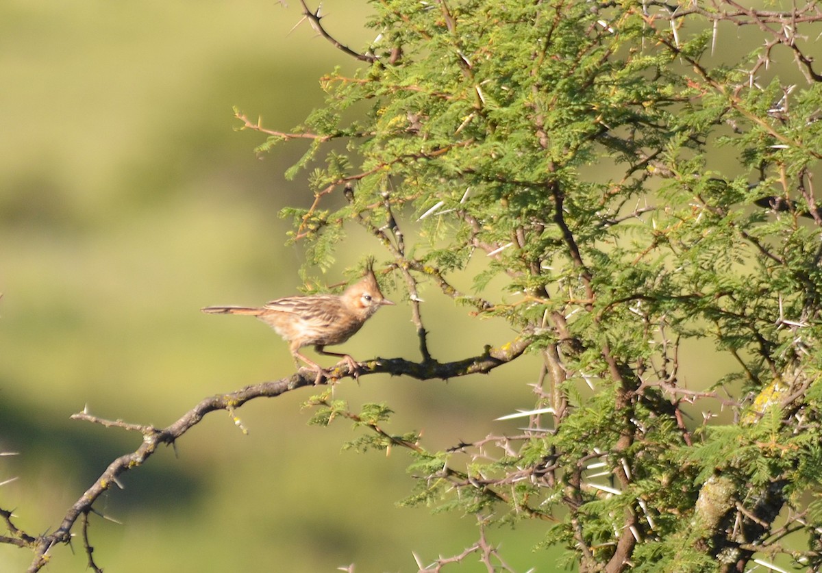 lerkekrattløper - ML646811294