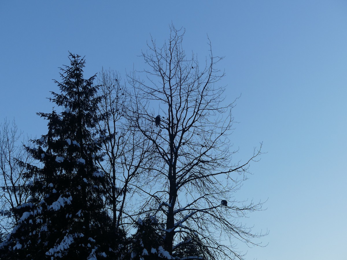 Red-winged Blackbird - ML646811296