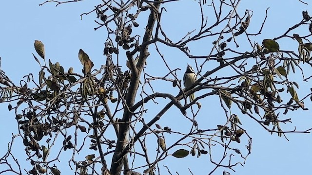 Black-throated Gray Warbler - ML646811297