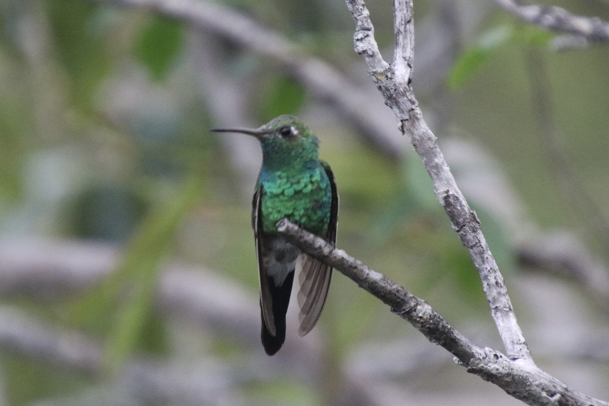 キューバヒメエメラルドハチドリ - ML646811299