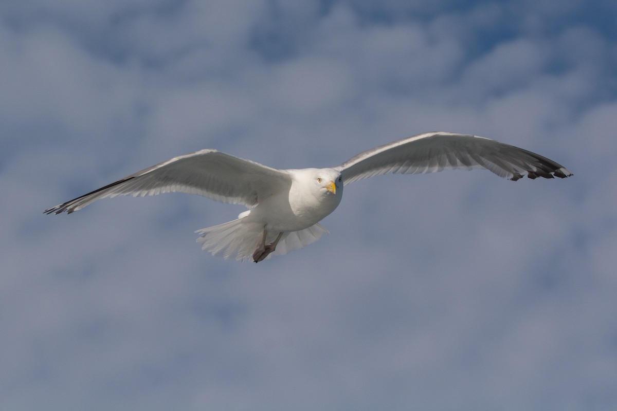 American Herring Gull - ML646811300