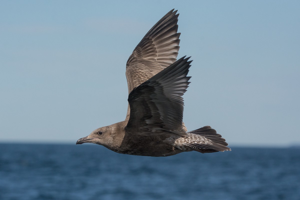 American Herring Gull - ML646811301