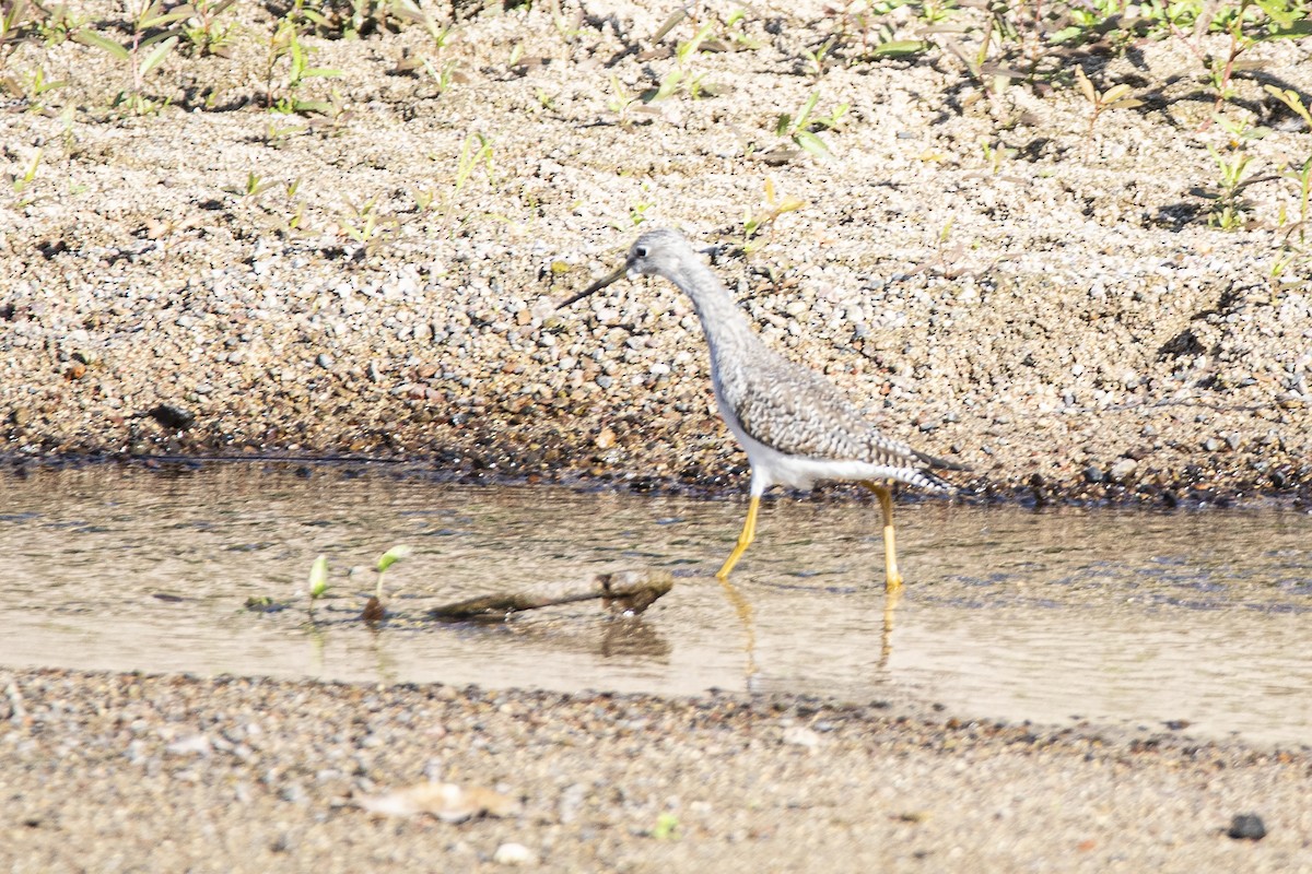 Greater Yellowlegs - ML646811303