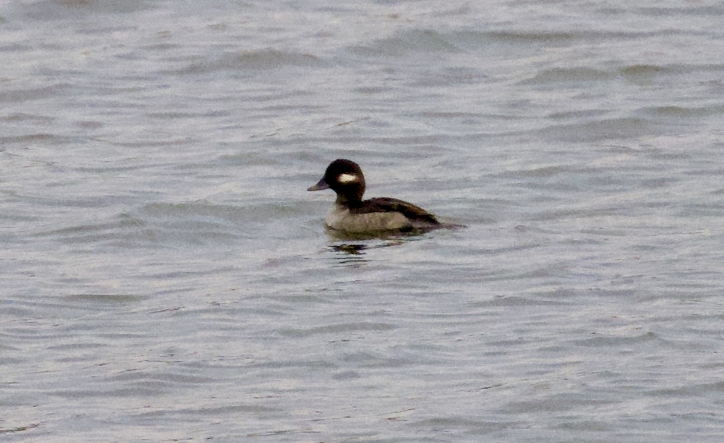 Гоголь-головастик - ML646811304