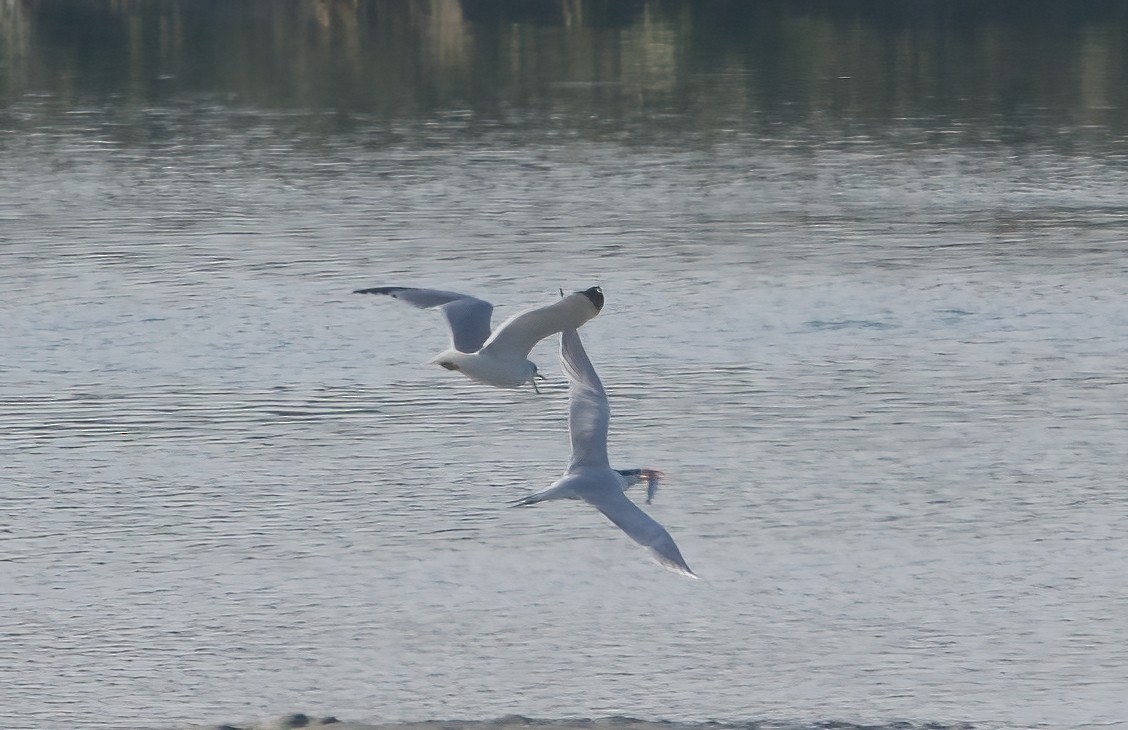 Txenada handi amerikarra - ML646811305