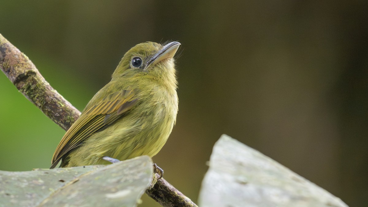 Pasifik Yassıgagası - ML646811306