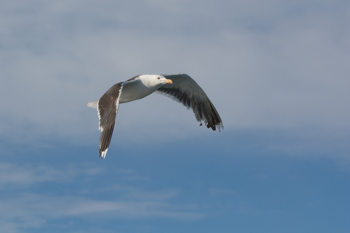Great Black-backed Gull - ML646811309