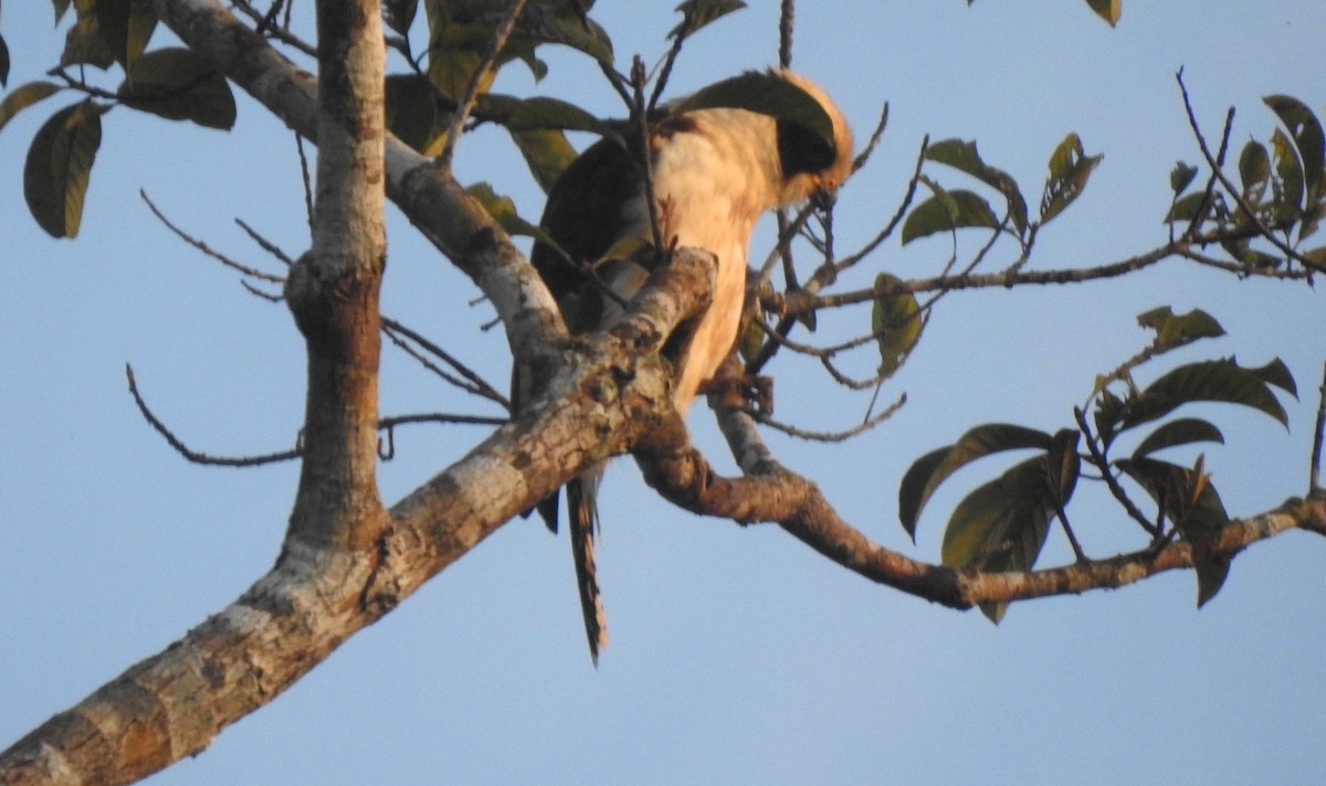 Lachfalke - ML646811312