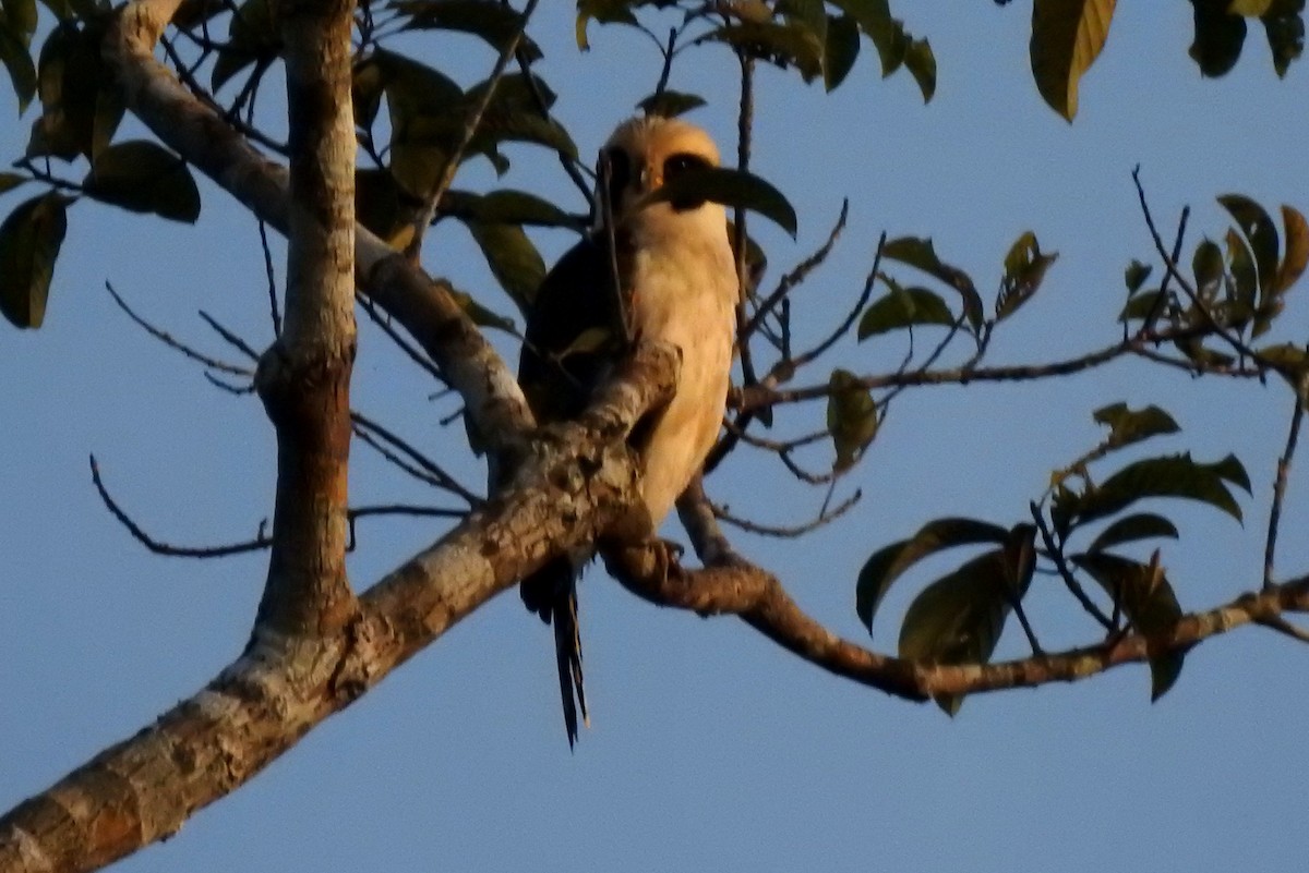 Lachfalke - ML646811313