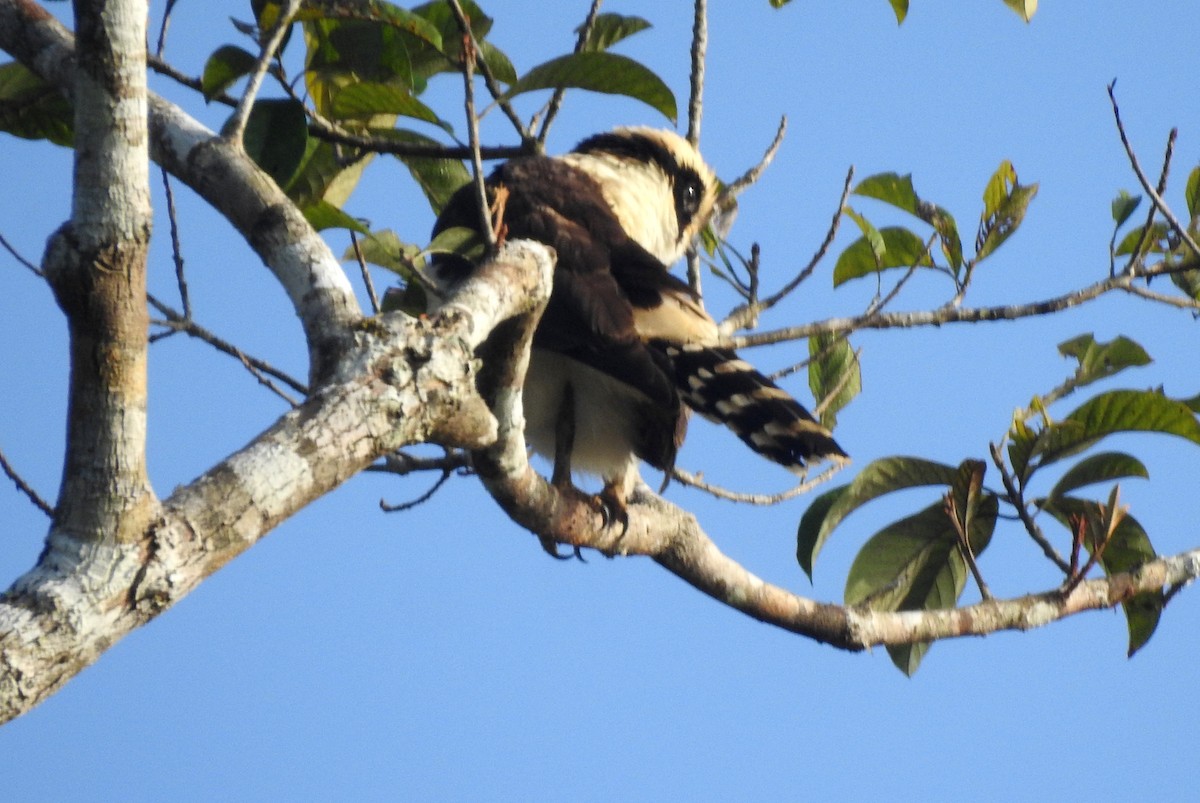 Lachfalke - ML646811314