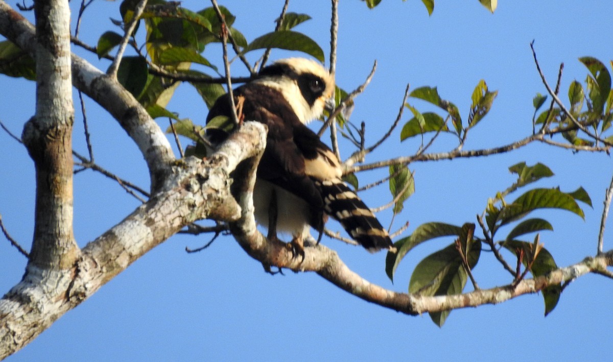 Lachfalke - ML646811315