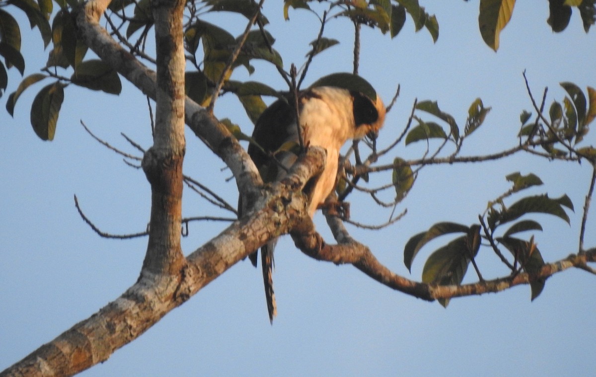 Lachfalke - ML646811316