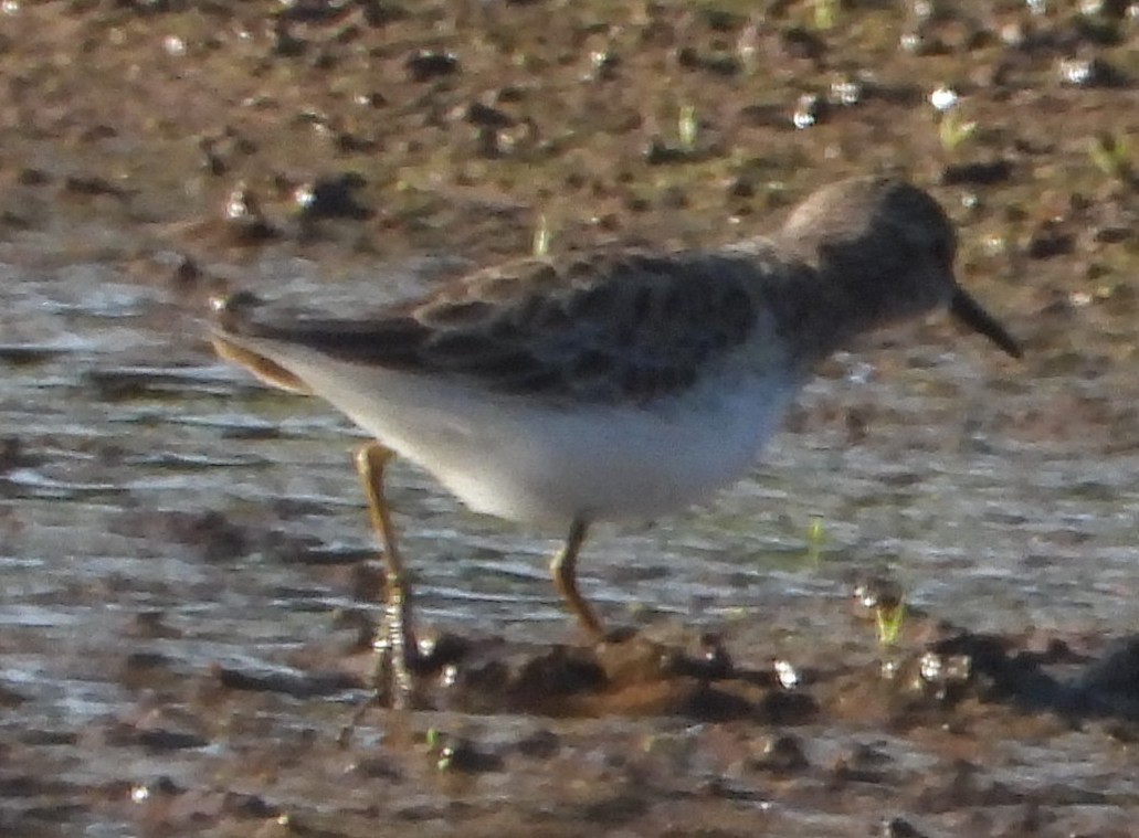 Least Sandpiper - ML646811317