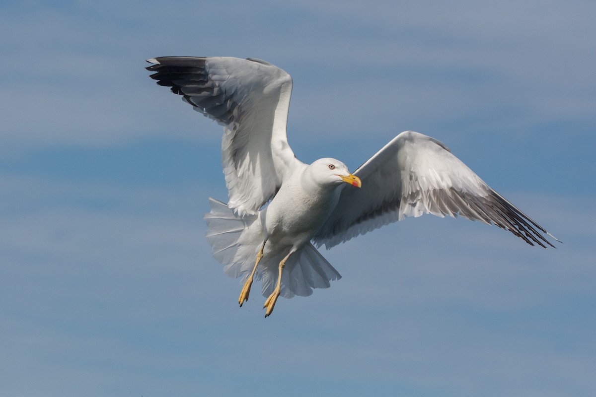 Lesser Black-backed Gull - ML646811322