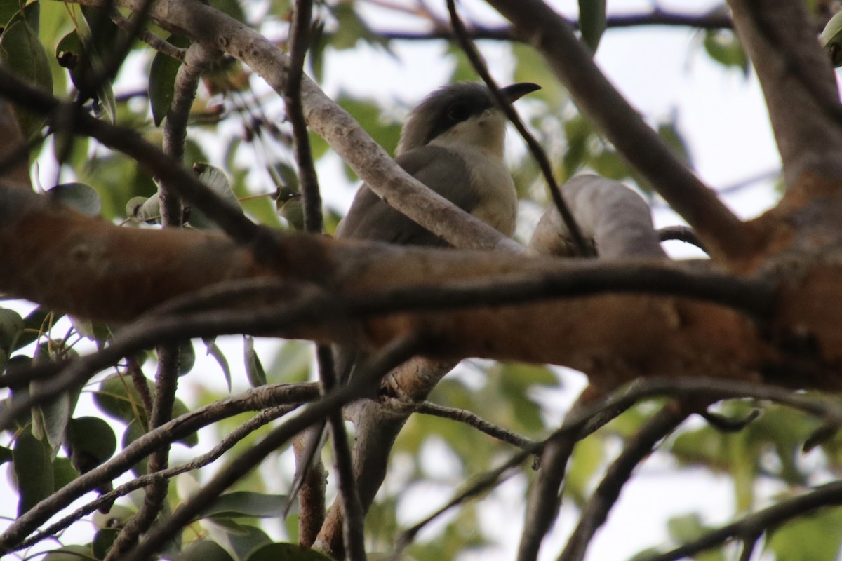 マングローブカッコウ - ML646811323