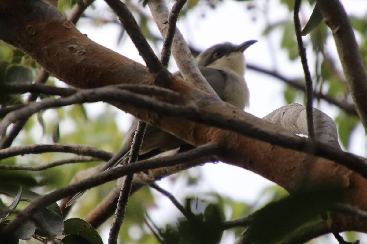 マングローブカッコウ - ML646811324