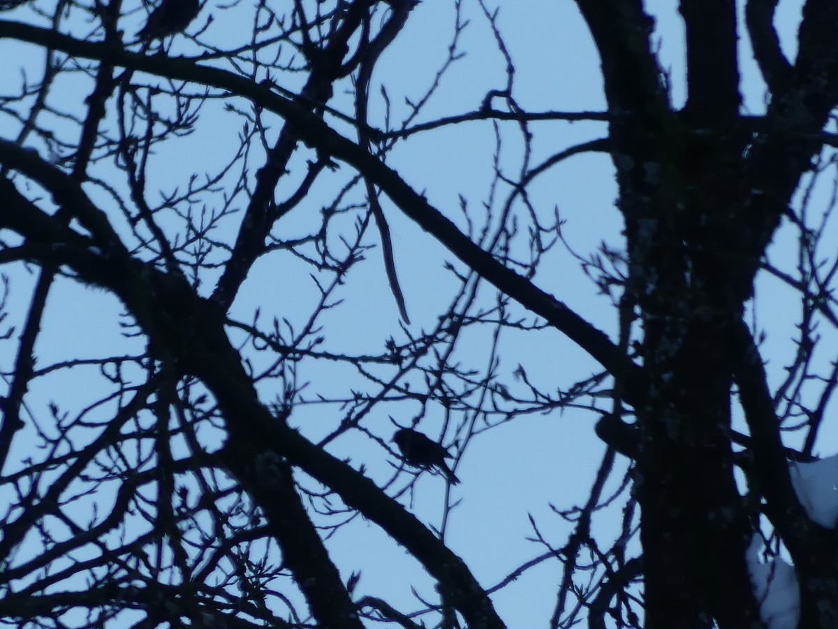 Red-winged Blackbird - ML646811329