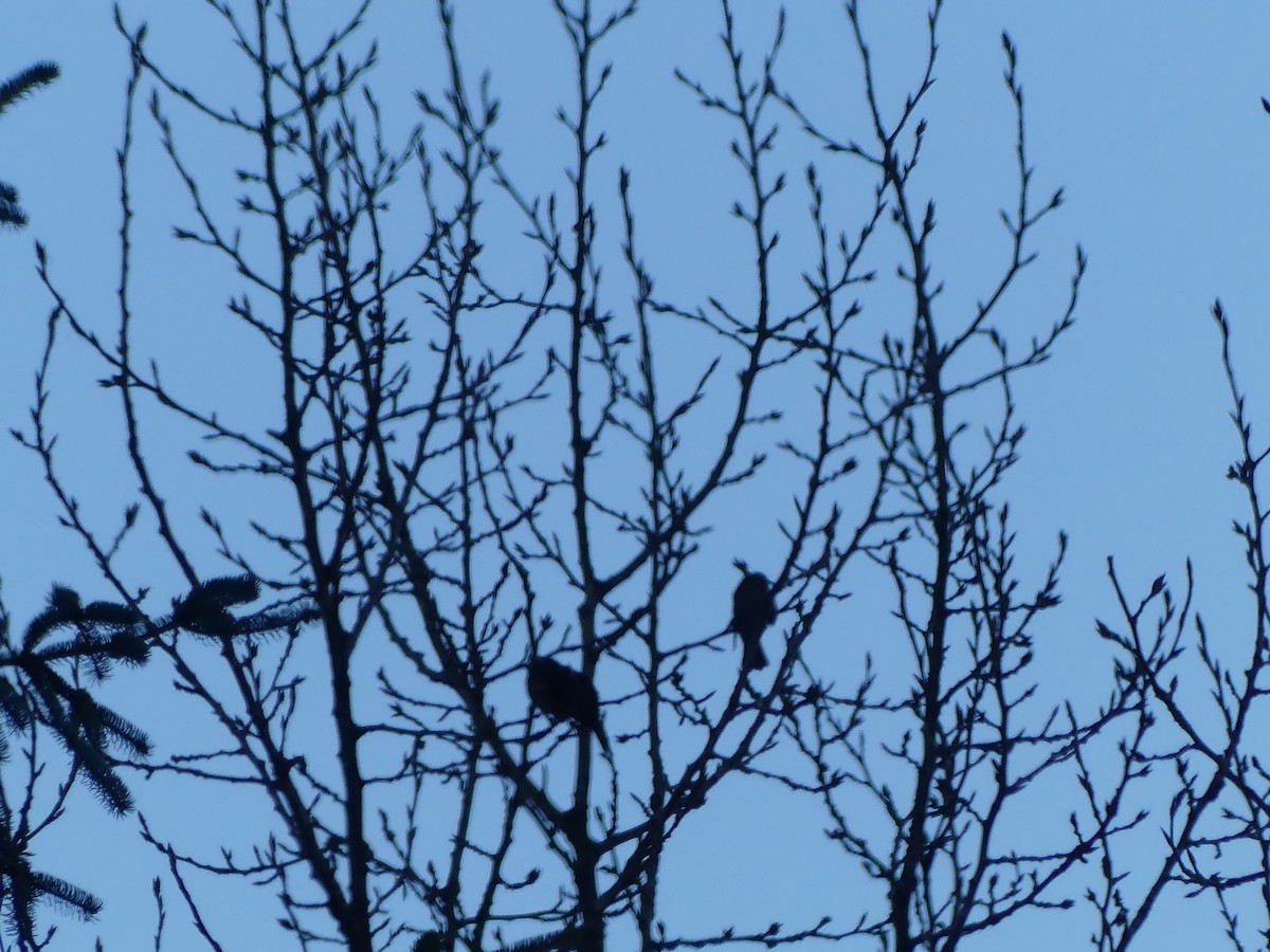 Red-winged Blackbird - ML646811330