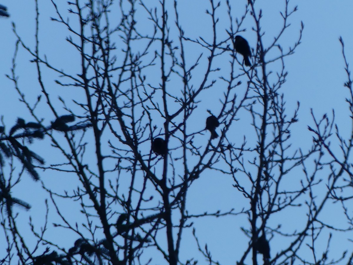 Red-winged Blackbird - ML646811331