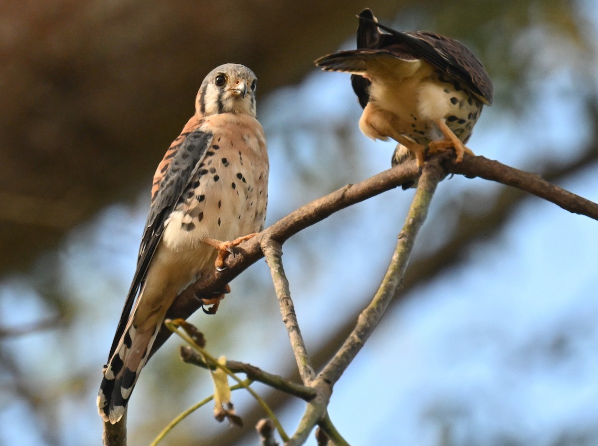 American Kestrel - ML646811332