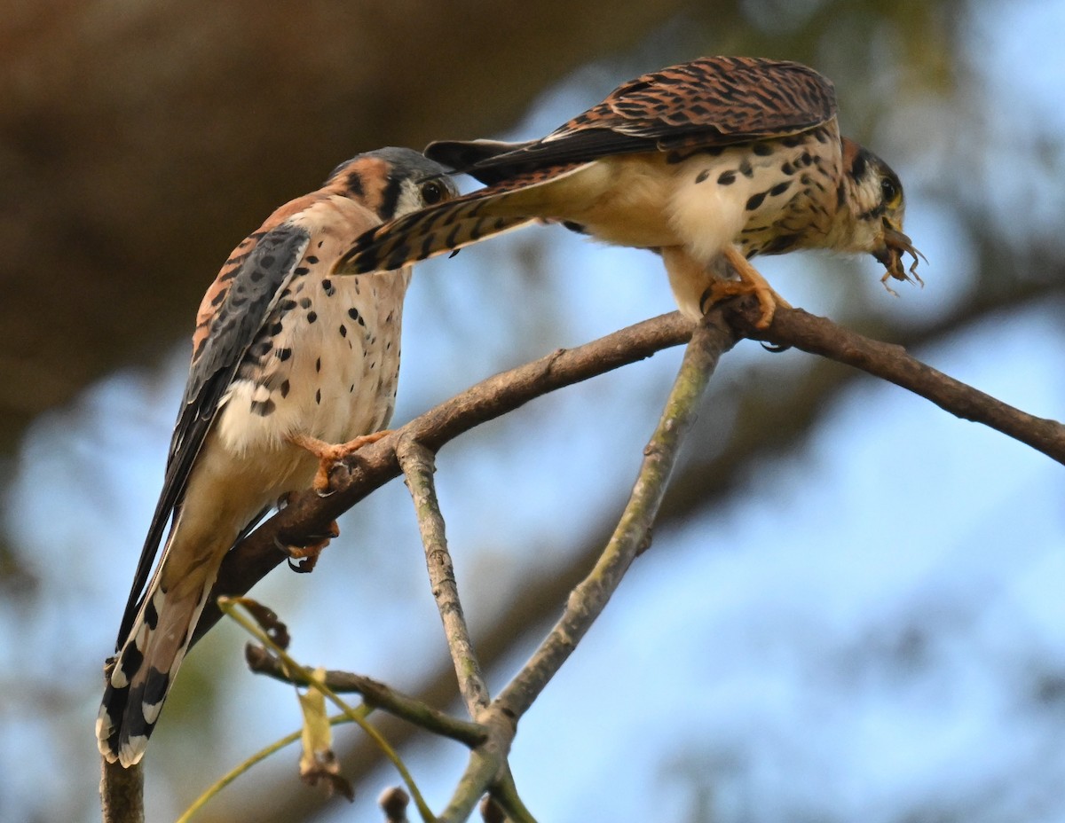American Kestrel - ML646811333