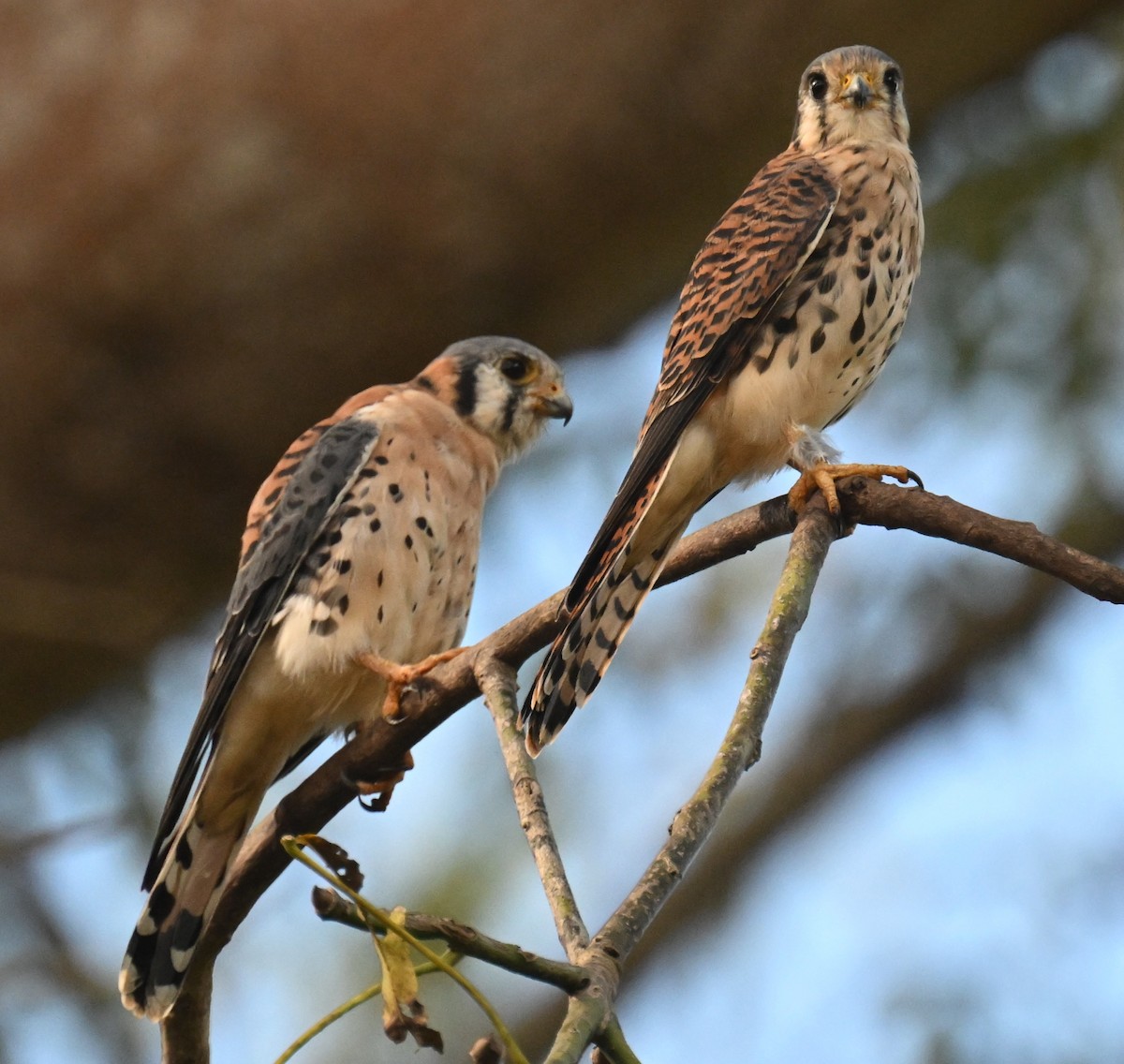 American Kestrel - ML646811334