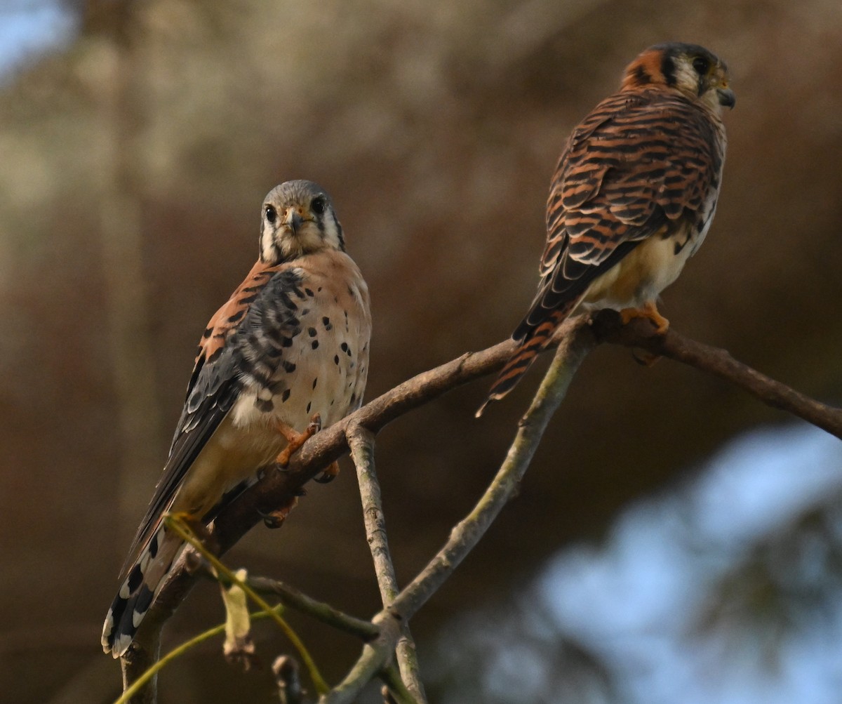 American Kestrel - ML646811335