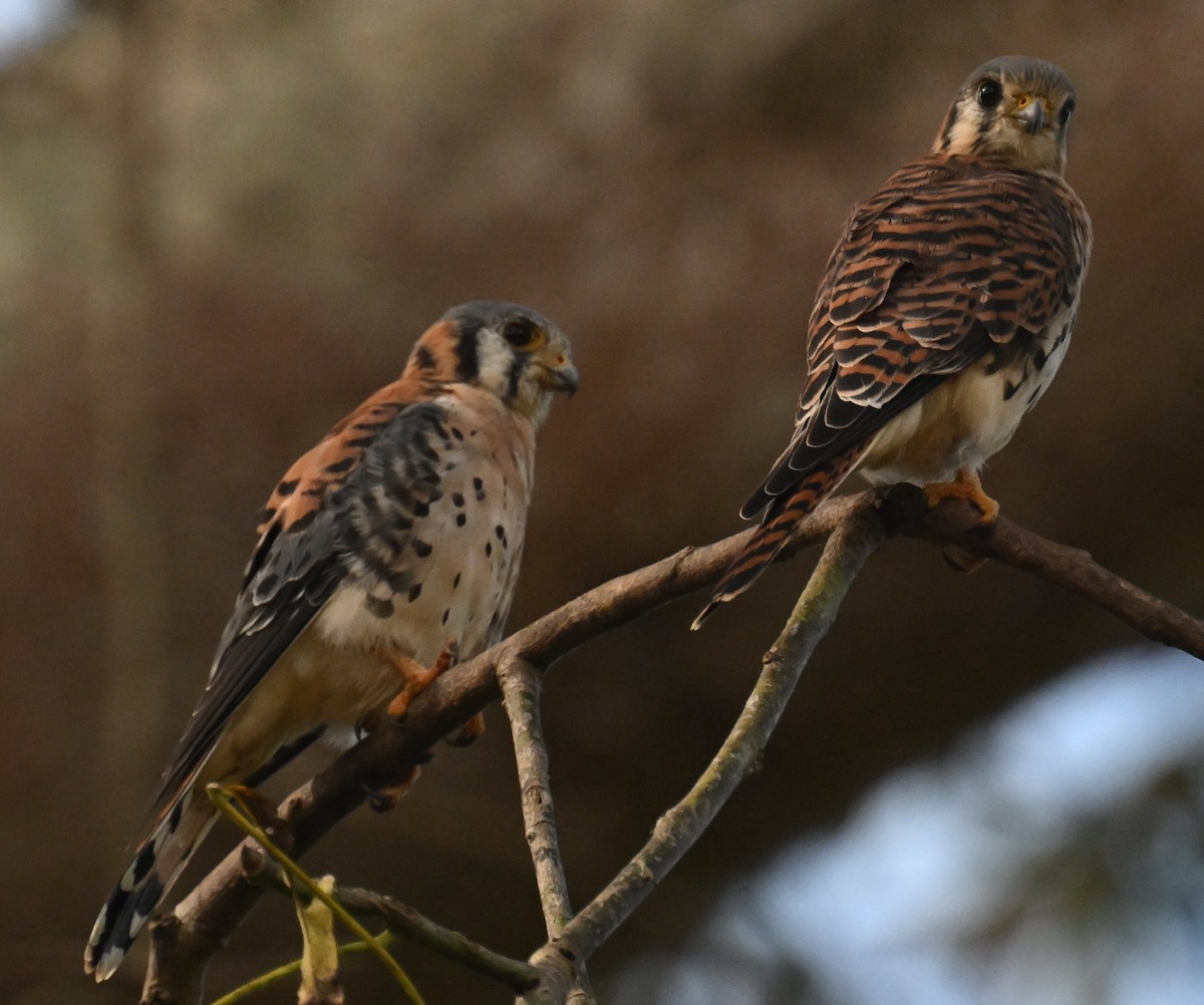 American Kestrel - ML646811337