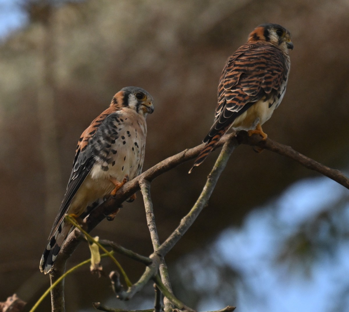 American Kestrel - ML646811338