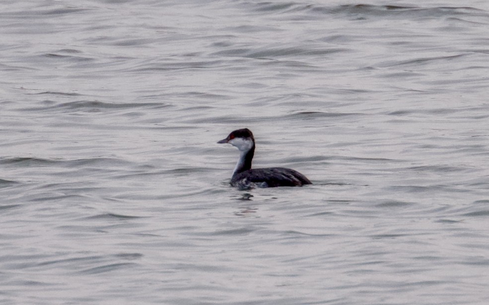 Красношейная поганка - ML646811341