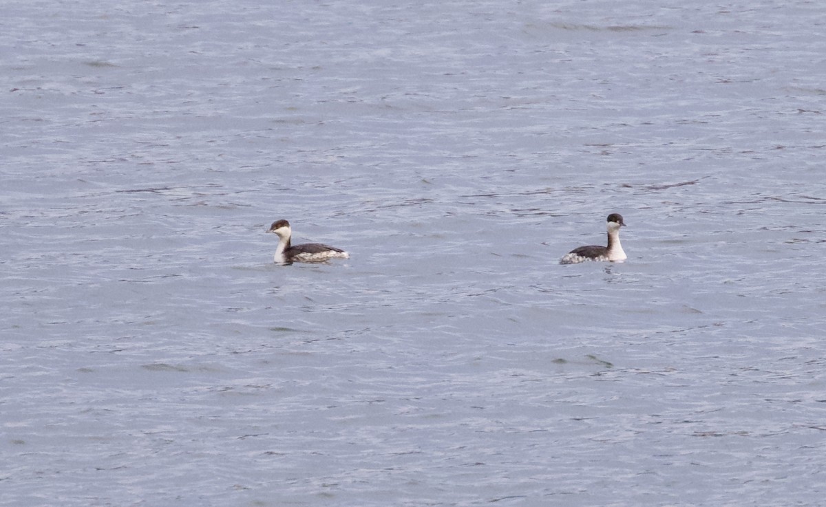 Красношейная поганка - ML646811342