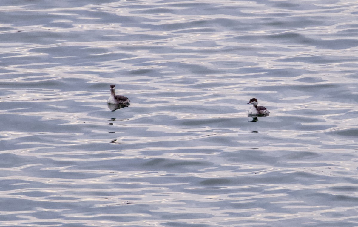 Красношейная поганка - ML646811343