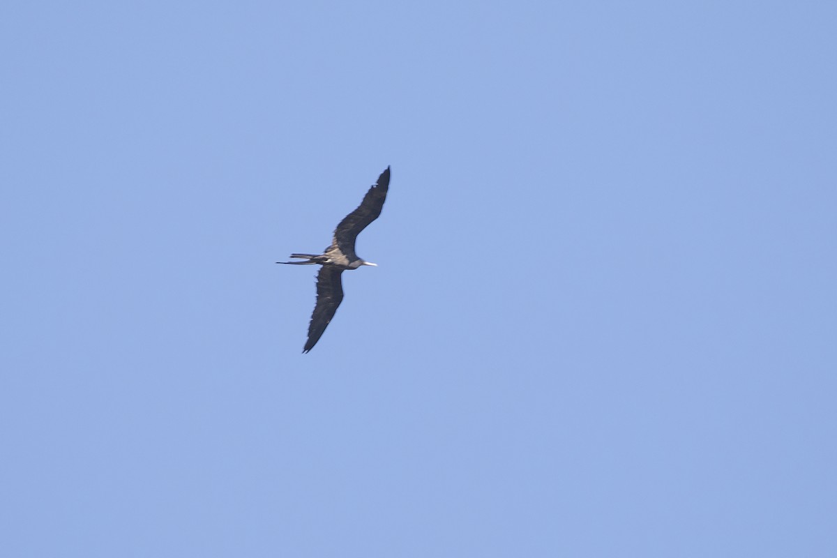 Magnificent Frigatebird - ML646811347
