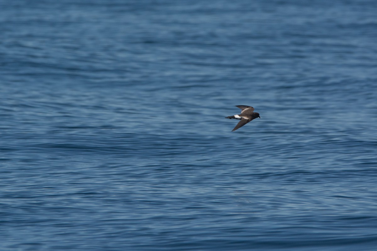 Wilson's Storm-Petrel - ML646811348