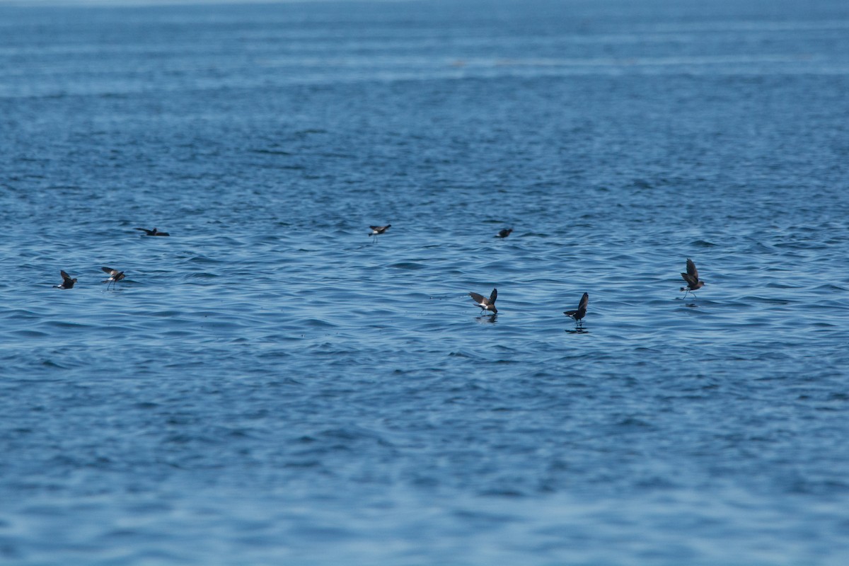 Wilson's Storm-Petrel - ML646811349