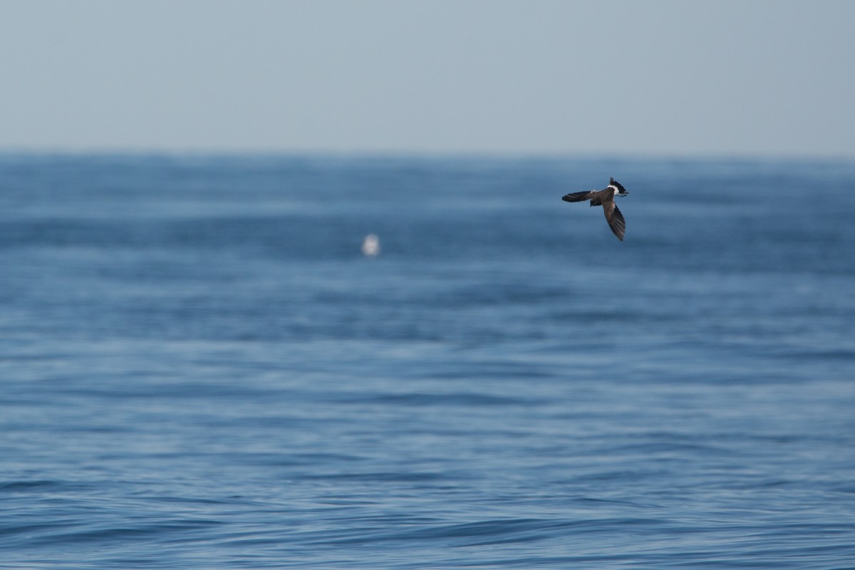 Wilson's Storm-Petrel - ML646811350
