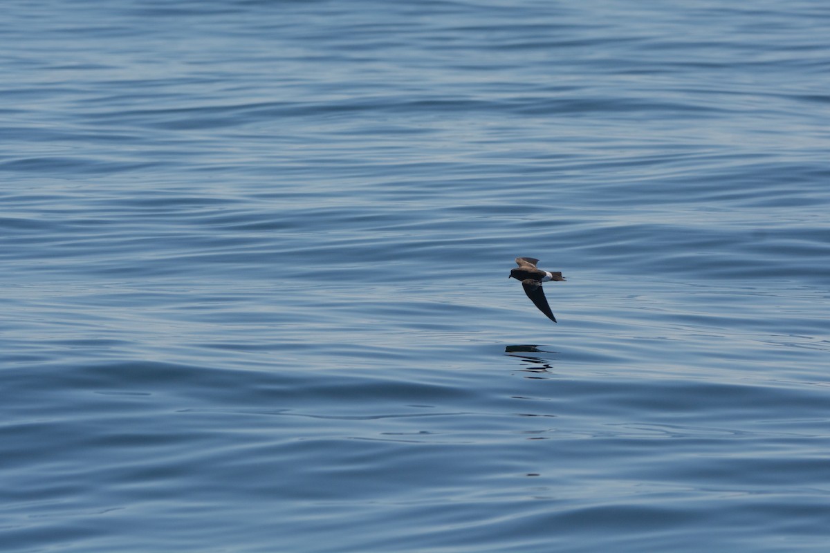 Wilson's Storm-Petrel - ML646811351