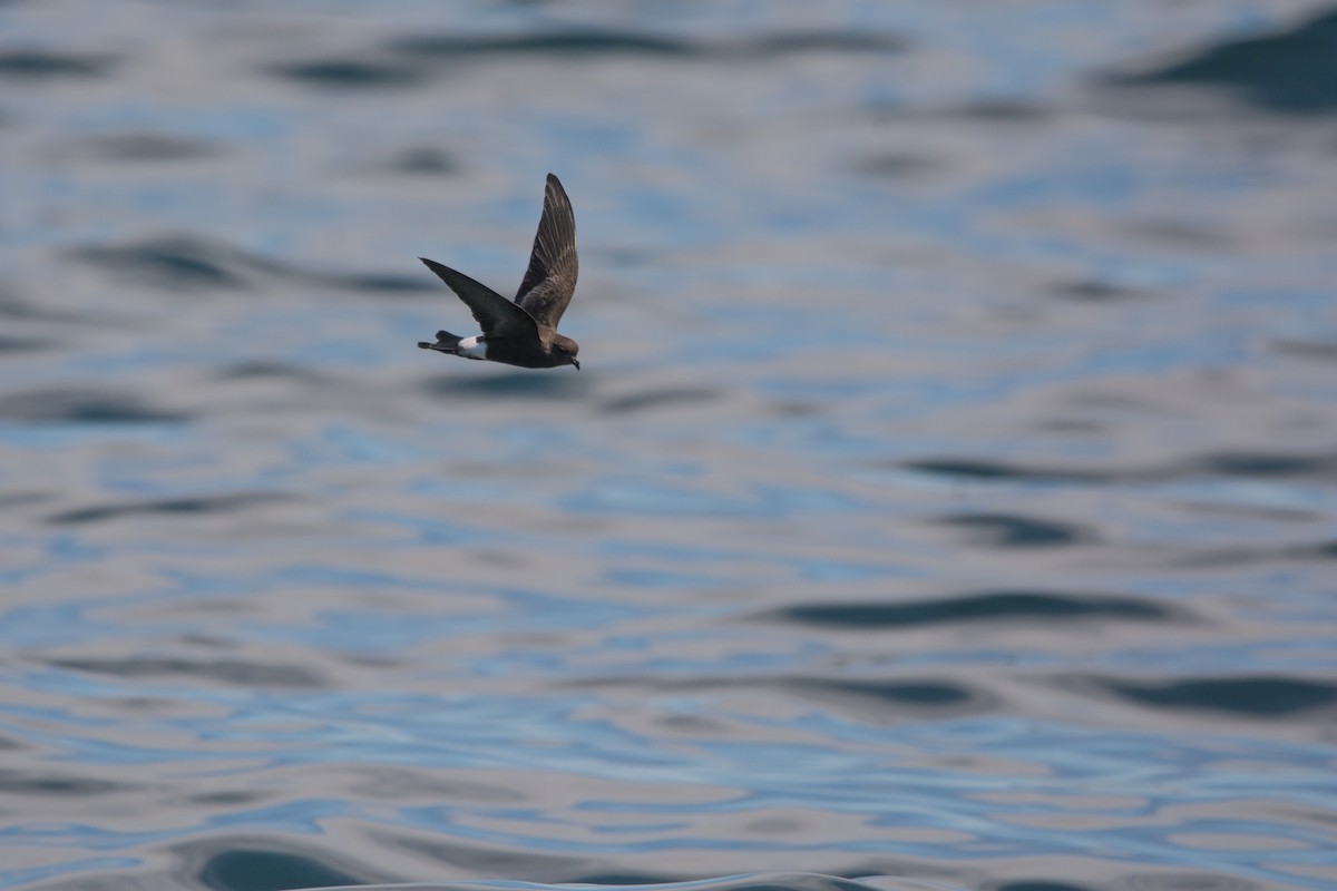 Wilson's Storm-Petrel - ML646811352