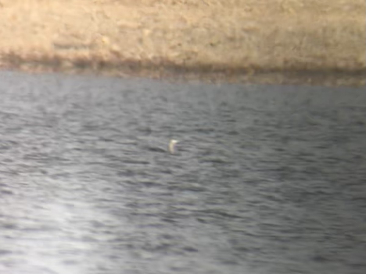 Red-throated Loon - ML646811354