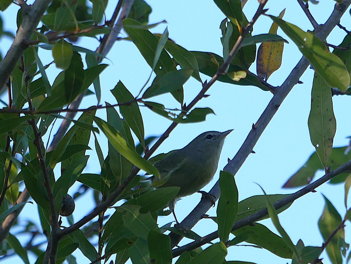 Orange-crowned Warbler - ML646811355