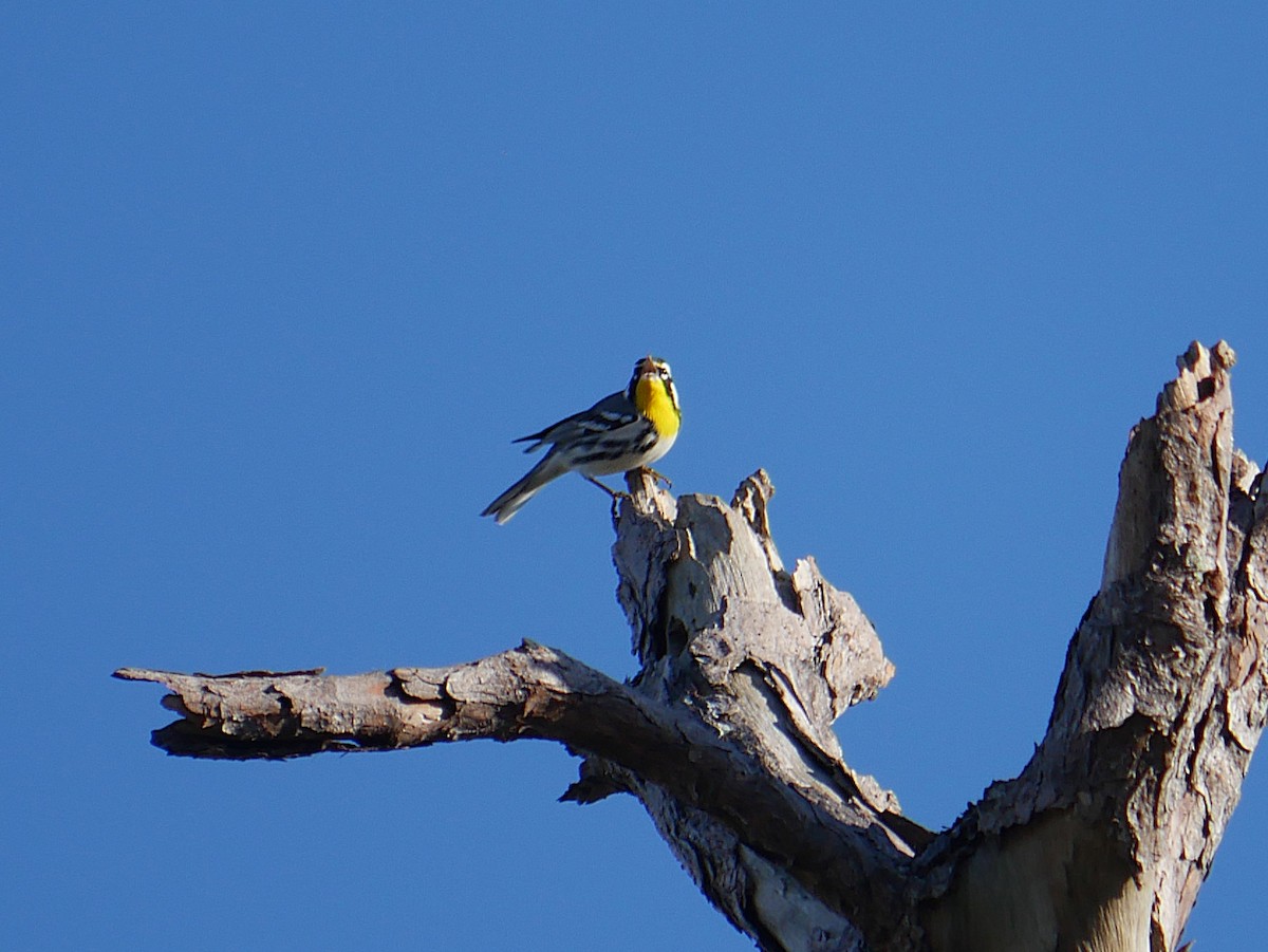 Yellow-throated Warbler - ML646811356