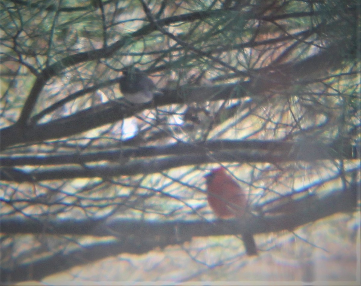 Northern Cardinal - ML646811357