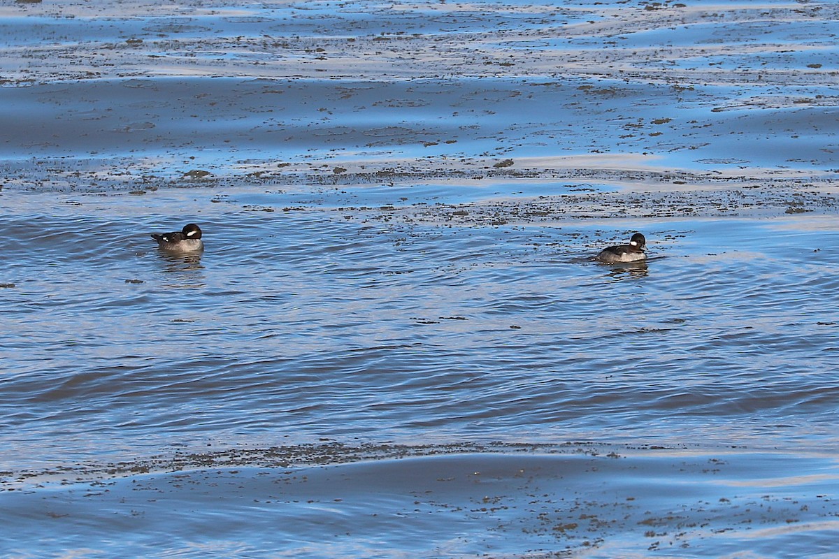Bufflehead - ML646811358